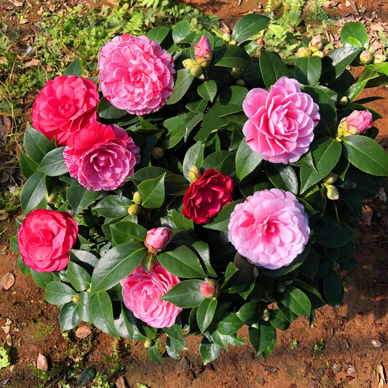 香妃茶花盆栽浓香型庭院室内五色赤丹树苗花卉植物 五色茶花 10年苗