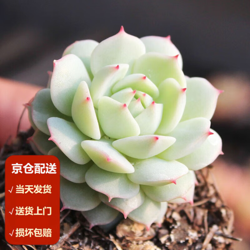 墨一【送货上门】静夜群生多肉植物盆栽肉肉新手植物办公室创意花