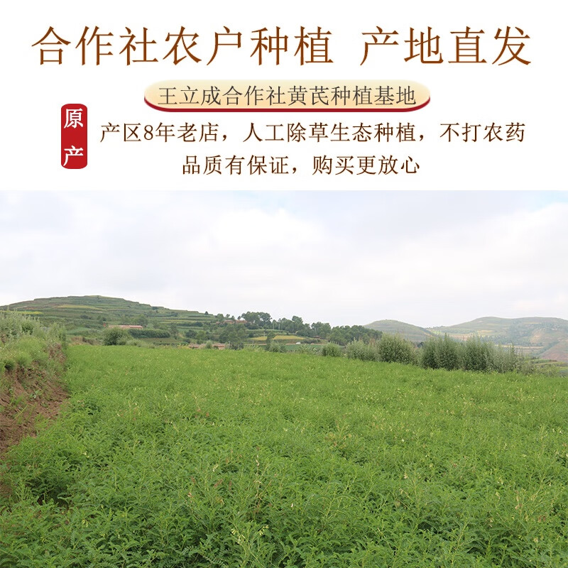 王立成 黄芪 黄芪片 甘肃无硫精选黄芪宽片 袋装250g 可搭配当归党参枸杞红枣