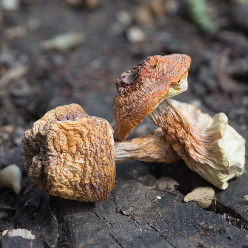 宏园干货本色无硫熏云南食用野生菌菇非新鲜蘑菇菇精选250g