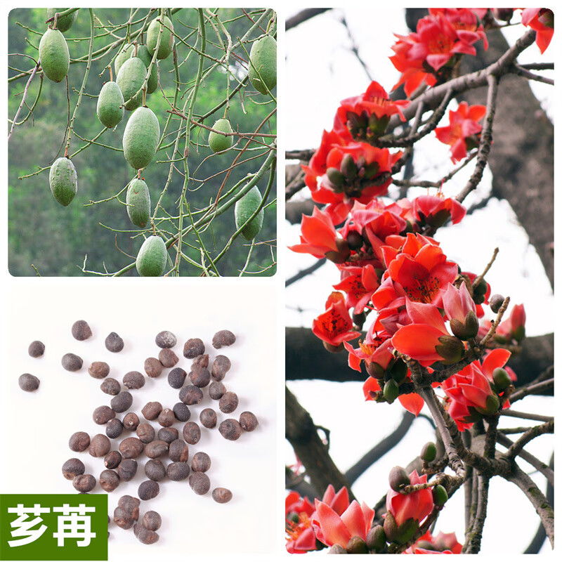 芗苒木棉花种子 美丽异木棉种子乔木种子南方行道树公园绿化苗木种籽