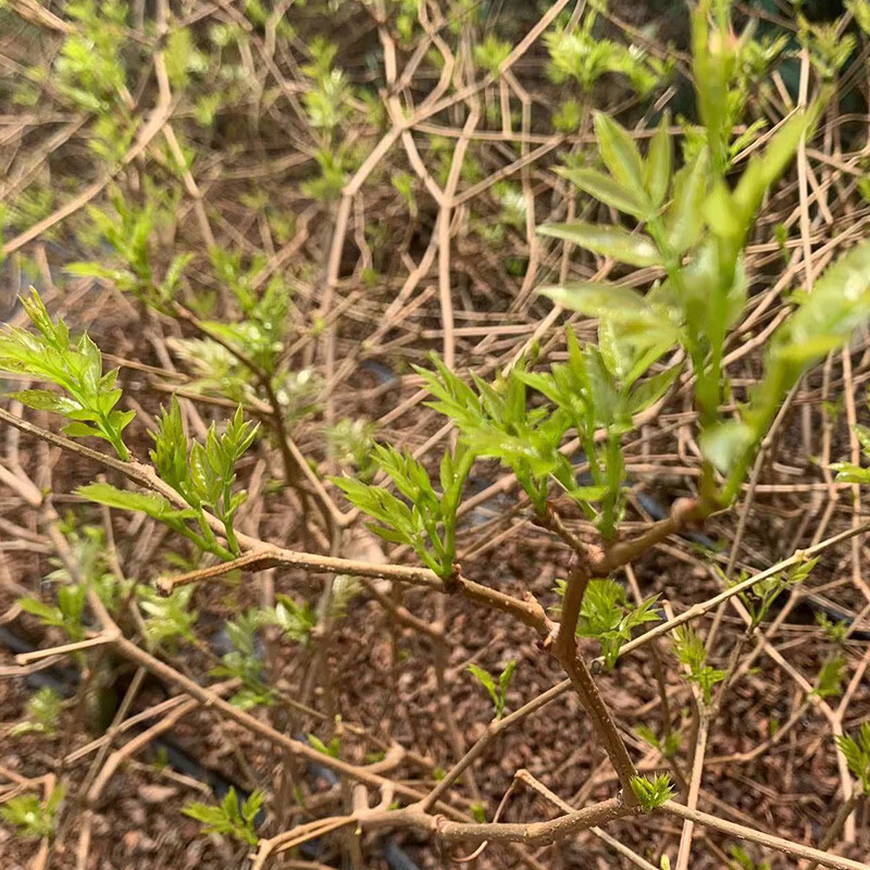 岩亥2024年新茶芽头张家界特产莓茶特级荒野霉茶永顺龙须芽尖藤茶