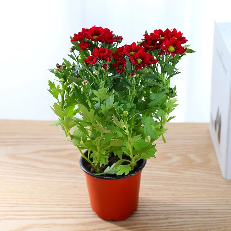 雏菊千头菊如意菊小米菊美人菊阳台开花花卉植物 菊花【红色】 带盆栽
