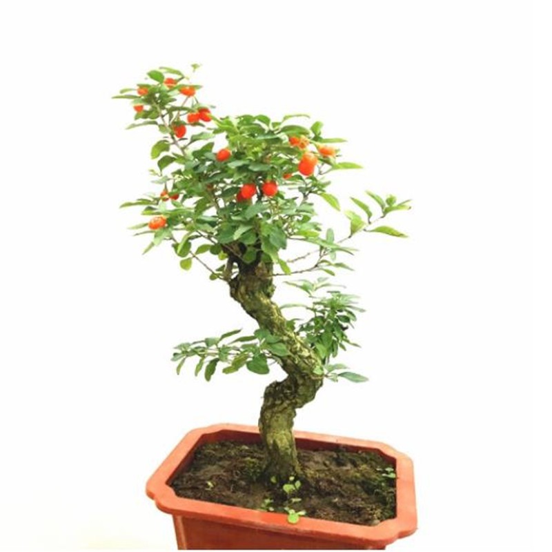 查在线苗木商品历史价格|苗木价格历史