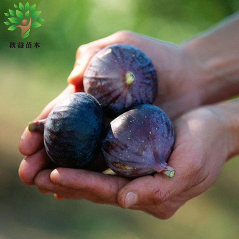 燕伏酿无花果苗盆栽地栽果树苗四季种植当年结果苗 紫陶芬 3年苗隔年