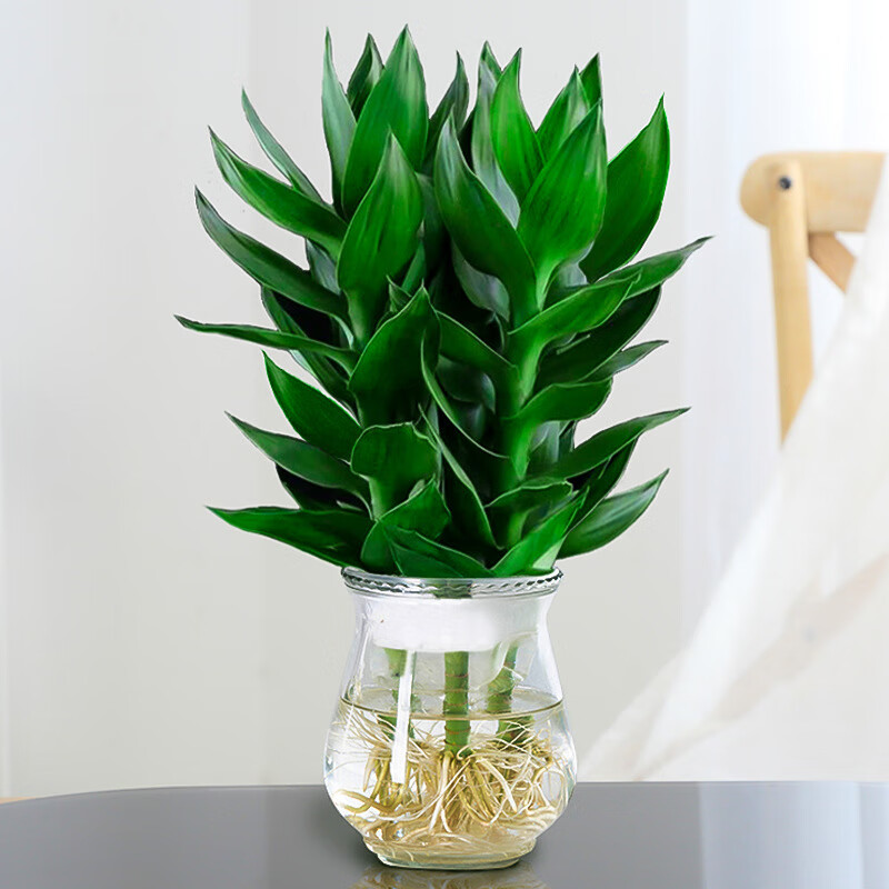 植男植女富贵竹水培花卉植物盆栽室内客厅带根转运竹水养绿植节节高