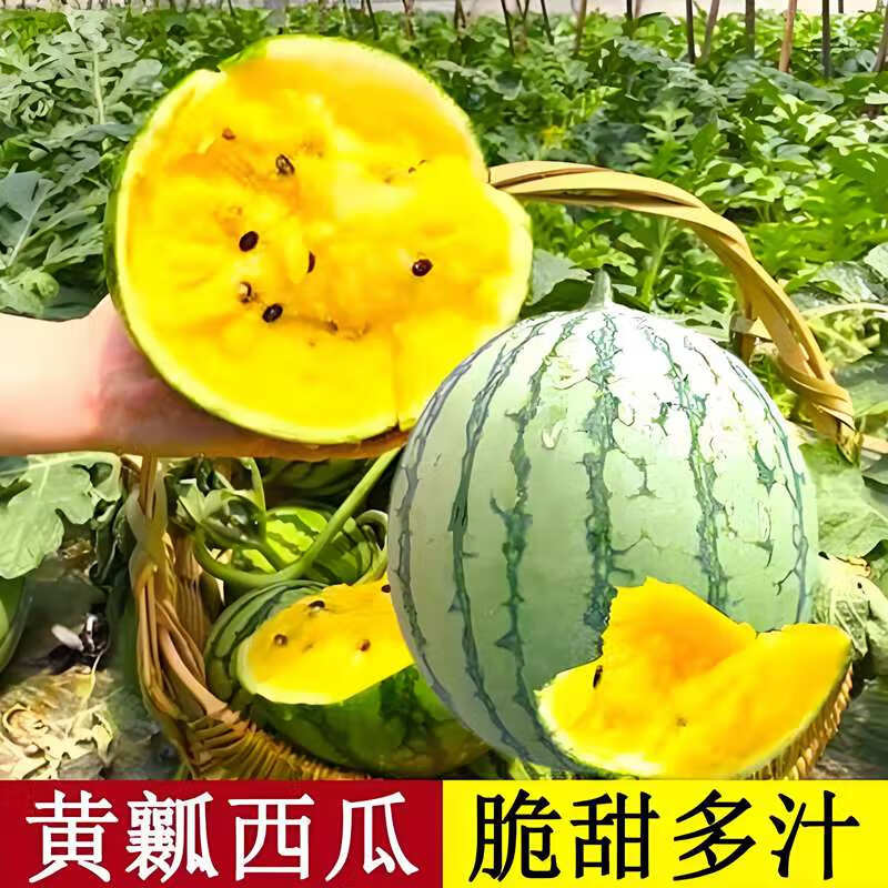 黃心西瓜種子黃瓤西瓜種籽農(nóng)家菜地果園春夏易種耐熱瓜果蔬菜種子 黃心西瓜種子【10袋】約200粒