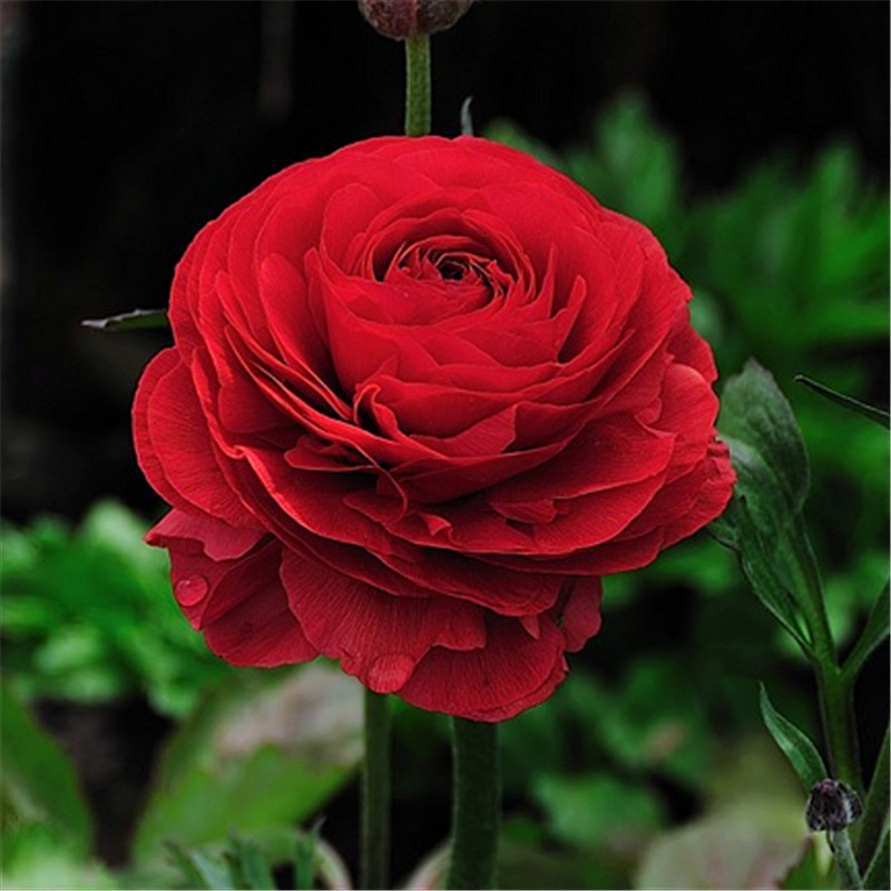 红色 十颗 花毛茛 其他