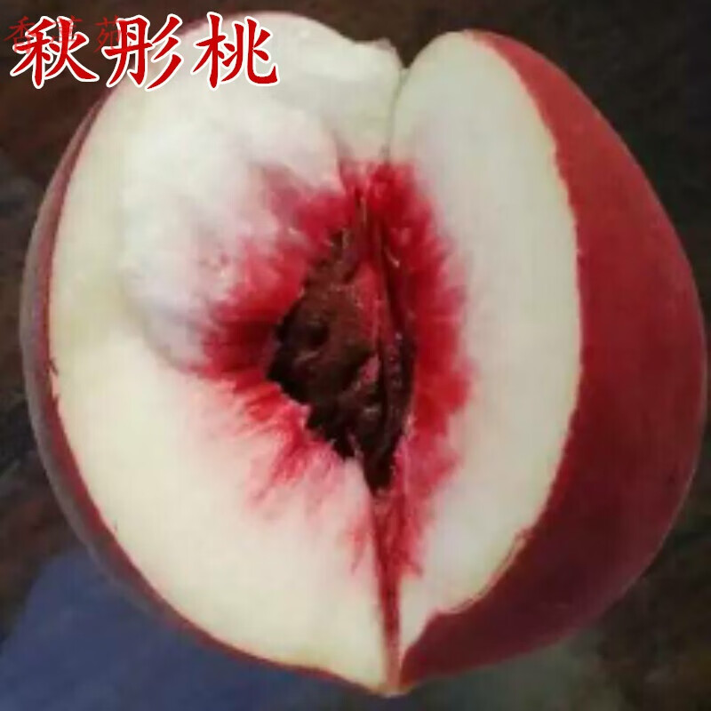 香葶苑  桃树嫁接苗新品种【秋彤桃】果苗全红离核特大南北方种植桃树
