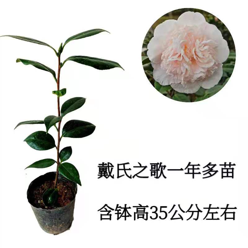 新品名贵茶花阳台绿植锦上添花吉普赛女郎姚黄魏紫斑水屋戴氏之歌花卉