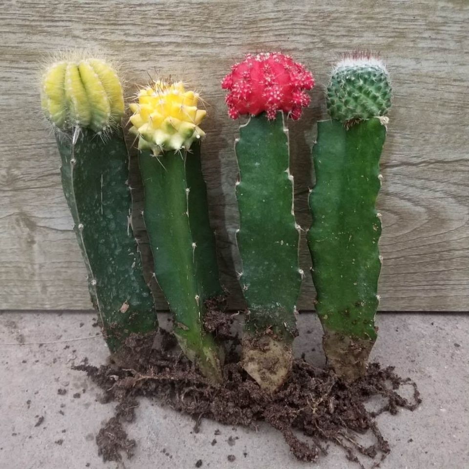 彩色仙人球组合盆栽室内仙人柱嫁接仙人掌多肉植物套装 大黄球6-7公分