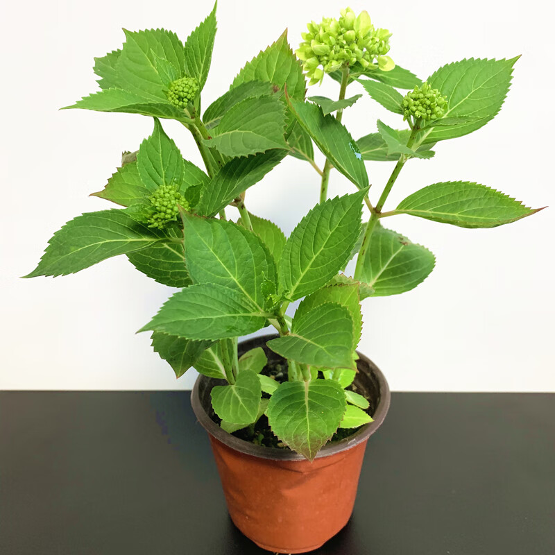 无尽夏绣球花苗盆栽带花苞发货四季花卉植物室内阳台当年开花树苗