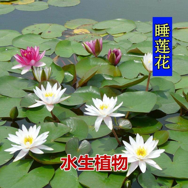 柯必达睡莲根茎种根块池塘大缸养殖水生植物水养花卉午莲花种子家庭