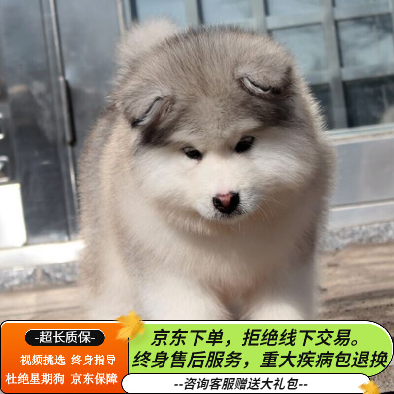 大型犬 相关京东优惠商品排行榜 价格图片品牌优惠券 虎窝购 大型犬 相关京东优惠商品排行榜 价格图片品牌优惠券 虎窝购