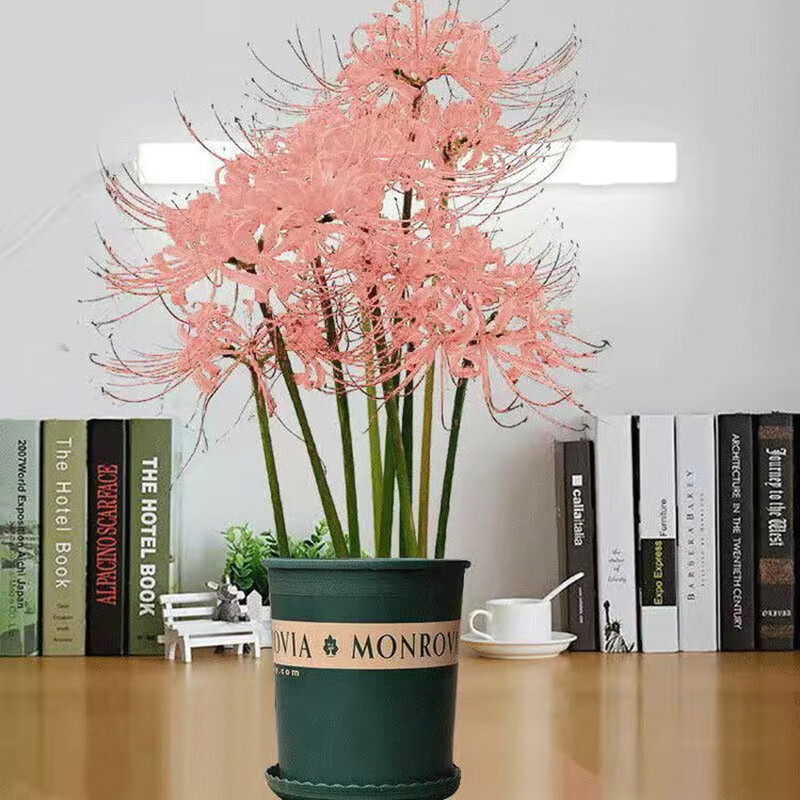 粉色 彼岸花5粒 盆 土 肥料 生根粉