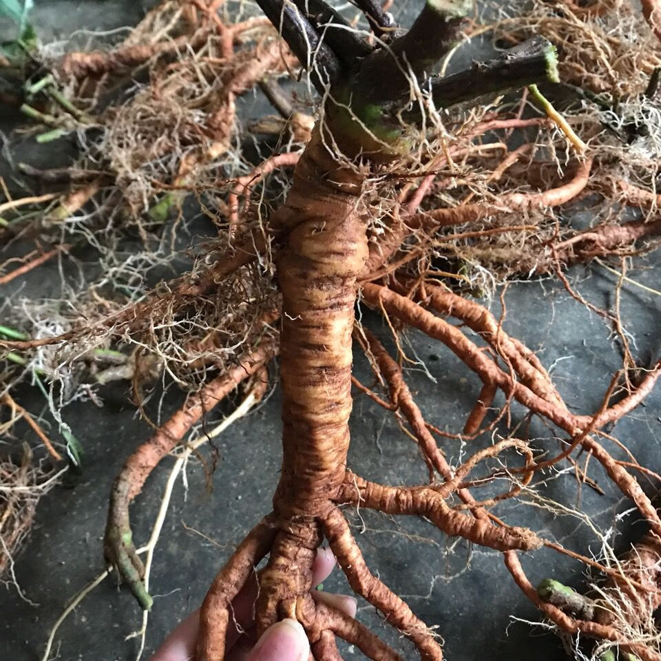 野生新鲜含羞草 红骨含羞草根 红茎骨感应草怕羞草根 纯根500克