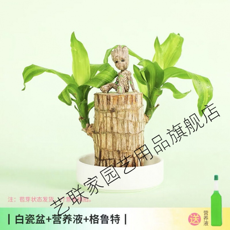 家盆栽商品比价销量最多收藏好评排行榜 券比三家 家盆栽商品比价销量最多收藏好评排行榜 券比三家