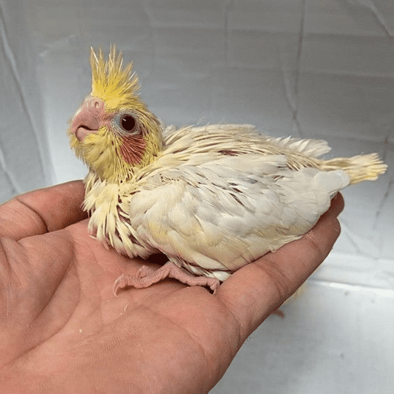 京东异宠活体价格走势怎么看|异宠活体价格比较