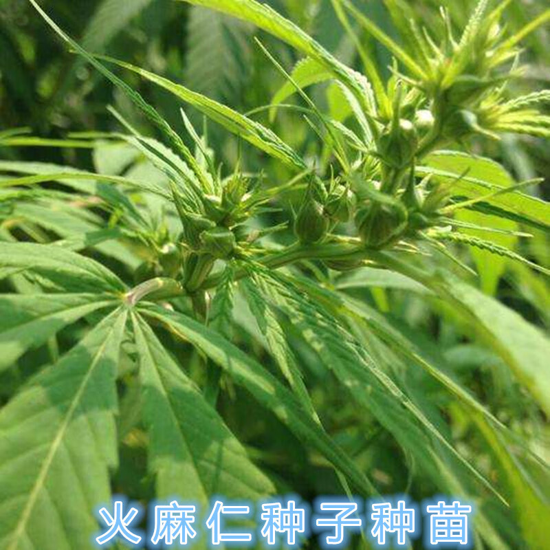 姒桀火麻中草药线麻野麻南北方盆栽地栽种植易活 种子200粒
