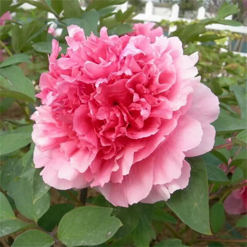 幻珞 牡丹花苗盆栽大苗洛阳牡丹花缠枝重瓣花卉菏泽牡丹花树苗 珊瑚台