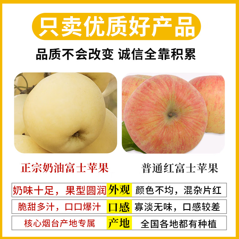京橙美锦正宗山东黄金奶油富士苹果糖心特产栖霞水果新鲜当季现摘整箱 带箱9.5-10斤果王【10-15枚】