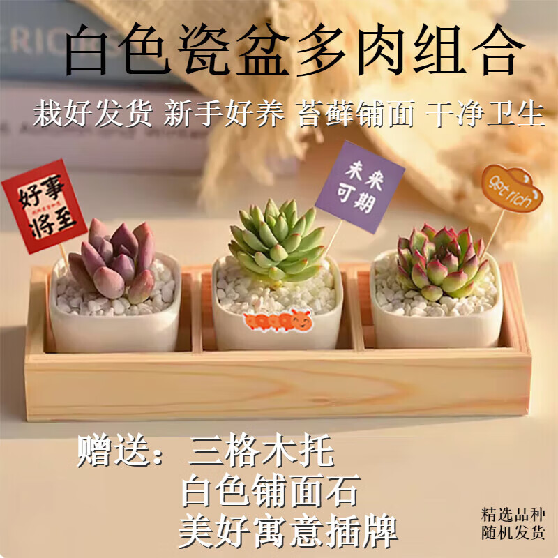 送货上门多肉植物带盆大颗多肉植物盆栽组合办公室内面花 瓷盆组合3盆-原盆