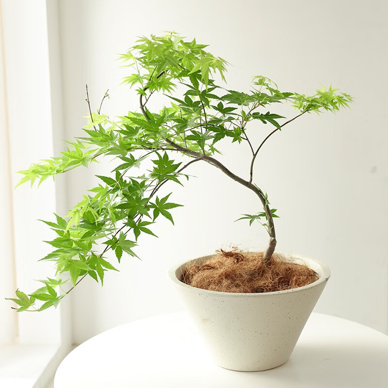 室外办公室桌面盆景有造型植物盆栽 黄金流泉50-60cm斗笠阔口水泥盆