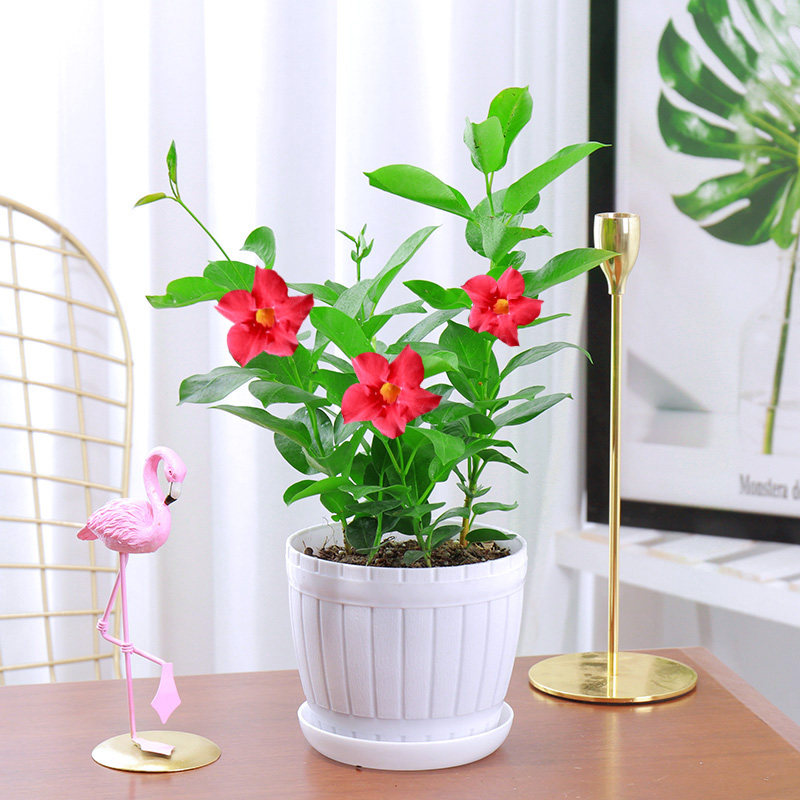 万里飘香藤花四季花卉盆栽花卉室内庭院阳台爬墙植物好养易活绿植