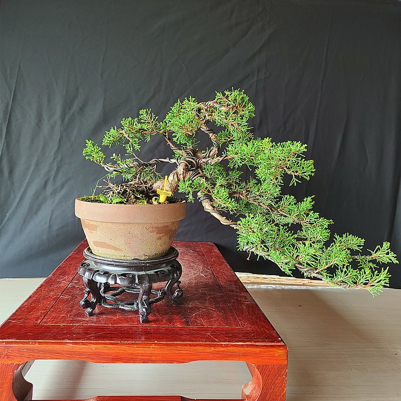 嫣蓝 系鱼川真柏小型精品松柏类盆景造型绿植实拍庭院