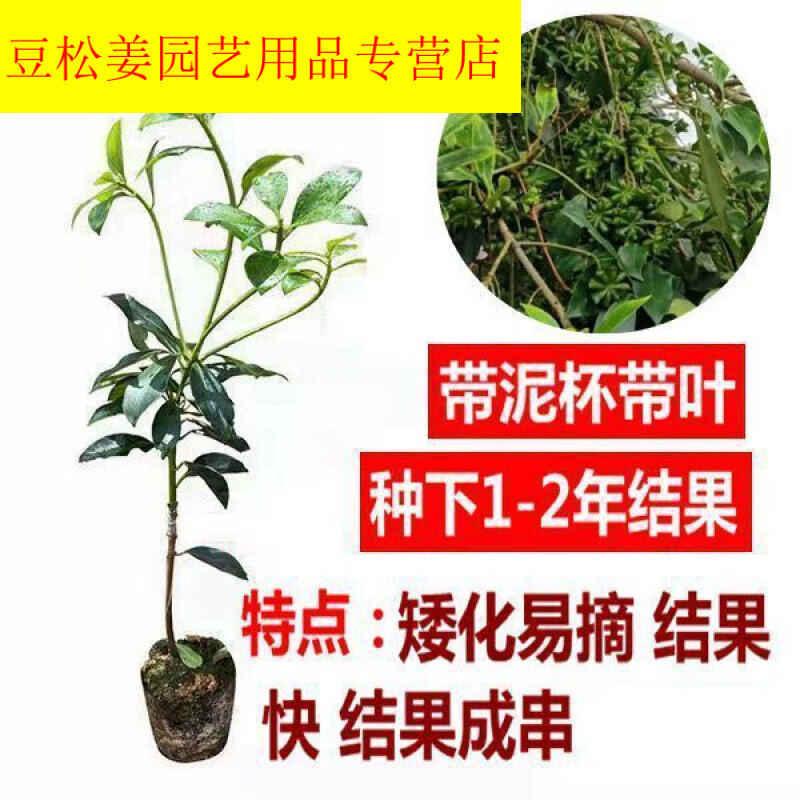 蕊鲜生广西八角苗嫁接苗批发矮化八角树苗古龙正宗大红罗马种八角大料