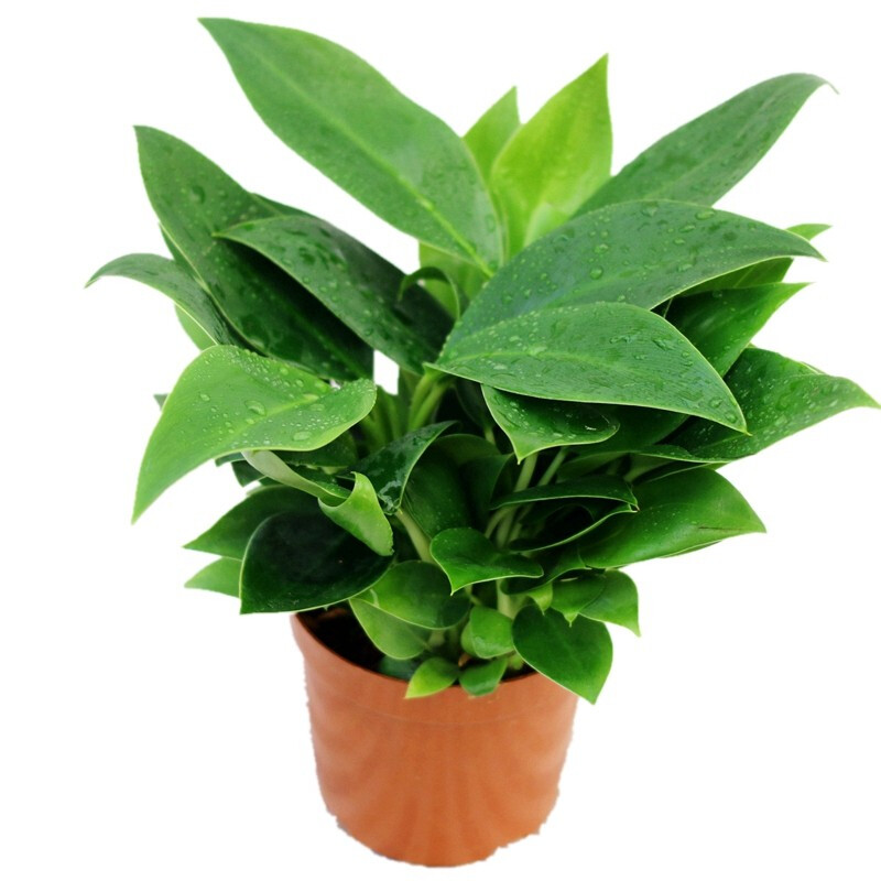 花询 金钻盆栽 蔓绿绒 植物大型室内阳台植物常绿盆栽叶蔓天 金钻 1盆