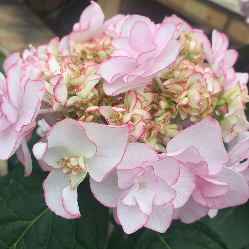 花仙知 惠子绣球花大苗褶皱边重瓣阳台盆栽庭院花卉绿植物花球非常大