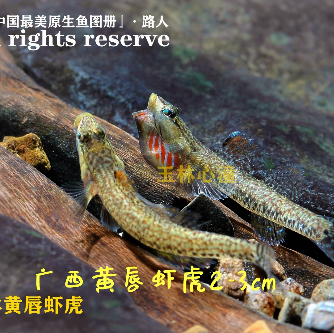 荣郁练手虾虎鱼 稀有原生鱼 冷水鱼 白面虾虎鱼观赏鱼李氏黄唇淡水鱼