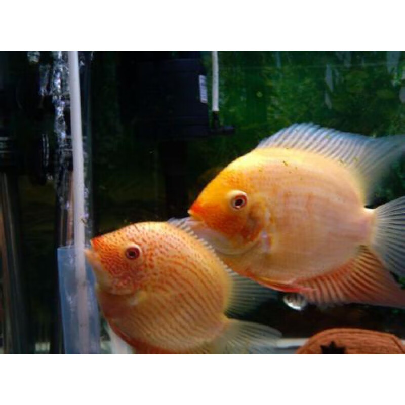 喷点菠萝鱼活体菠萝鱼热带观赏鱼宠物鱼淡水龙鱼配鱼混养红宝石 11