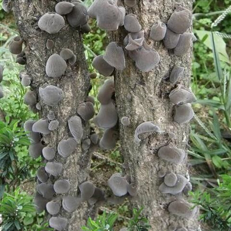 虎钢馋椴木黑木耳自然晒干精选碗耳鼠耳野生青杠树椴木秋木耳 椴木