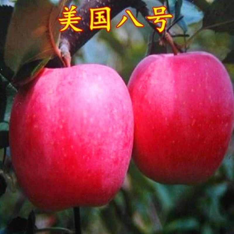 庭院阳台 南北方种植 果树苗 苹果树 果苗 美国八号 5年嫁接大苗当年