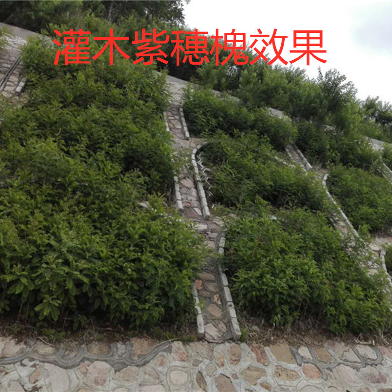 元冬灌木护坡 棉槐  棉条 紫穗槐 板条边坡树种子 耐涝多年生根系发达