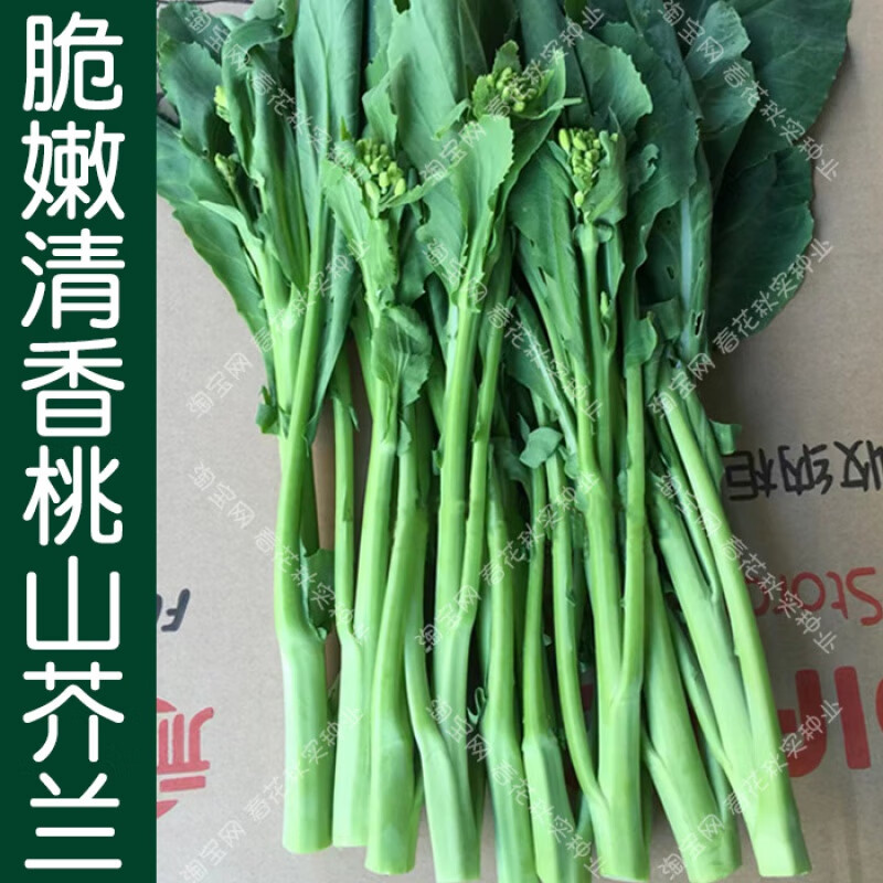 脆嫩清香农家品种桃山芥蓝种子 春秋季播黄花芥兰蔬菜籽 好吃易种
