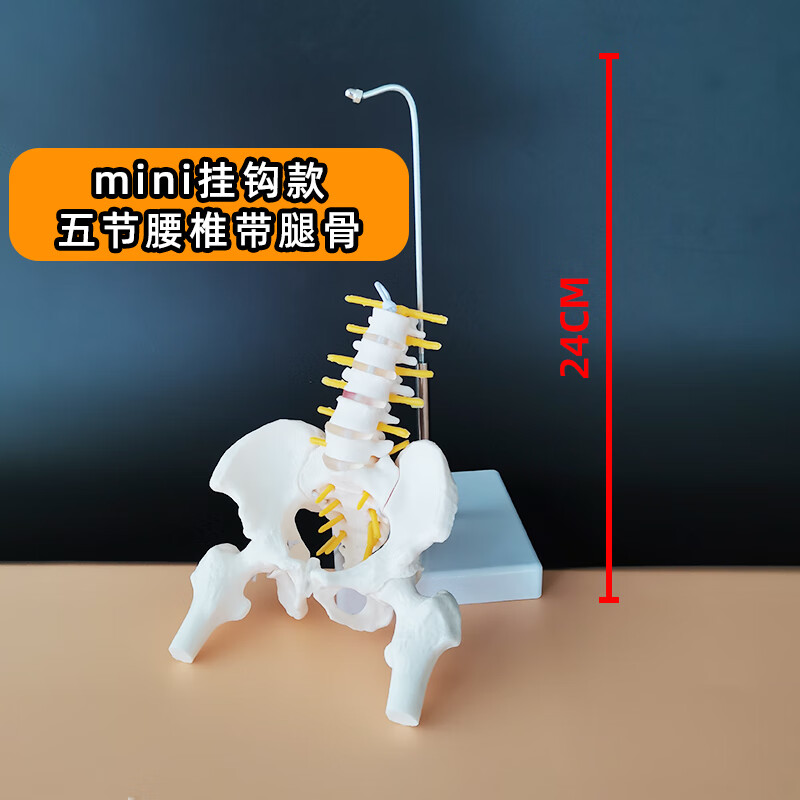 迷你女人体小骨盆可动模型教学教具挂件髋骨康复妇产科腰椎医用 乳