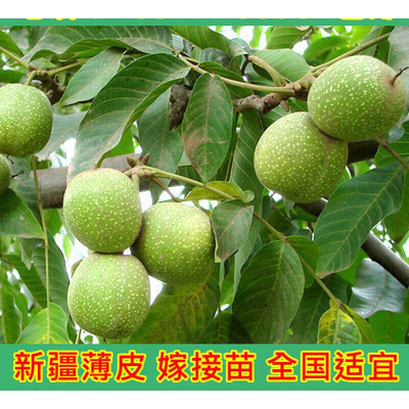 核桃树苗 核桃苗8518嫁接苗薄皮核桃树纸皮南方北方种植庭院当年结果