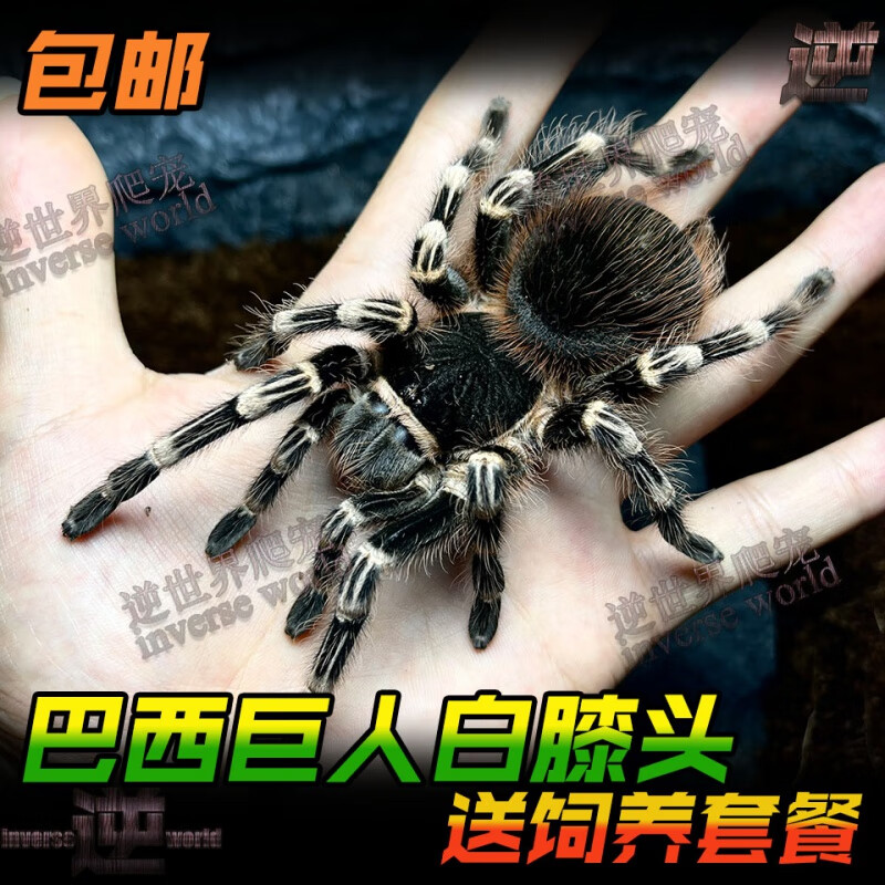 旺园兴巴西白膝头足展1.