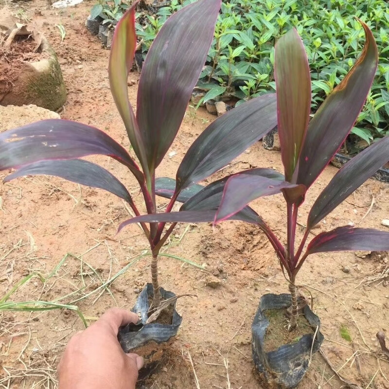 红叶朱焦苗红 红竹紫红富贵竹水培庭院客厅花卉植物朱蕉红叶红色 三颗