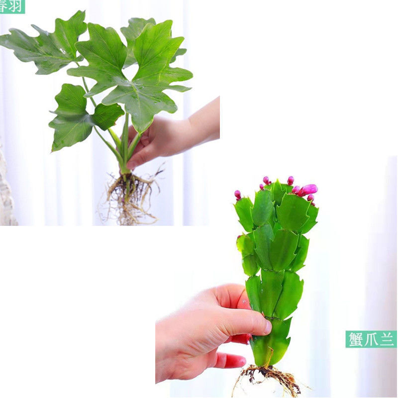 水培植物春雨盆栽室内水养龟背竹办公室桌面绿植【春羽1颗 蟹爪兰带