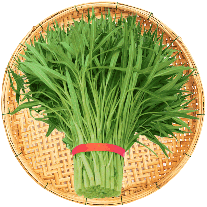 壽禾 空心菜種子苗通心菜小葉春夏季菜種籽 濰豐齊松2號(hào)空心菜種子50g