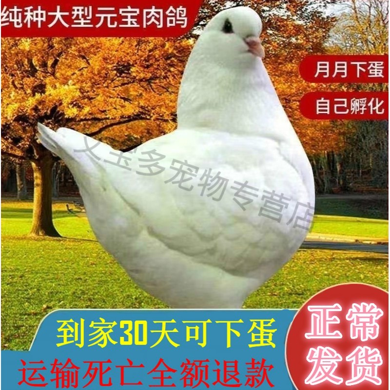 鸽子特大一对超大体巨型鸽子活一对大型肉鸽种鸽活物幼鸽 优质纯白