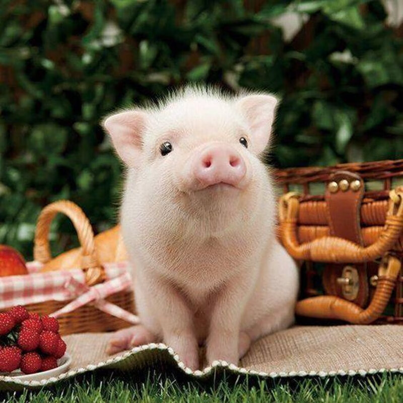 可爱的小香猪图片