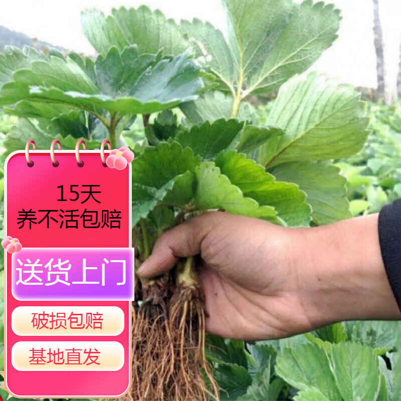 四季草莓苗盆栽带土 牛奶草莓秧南北方阳台d7 混搭草莓20棵 15cm(含)