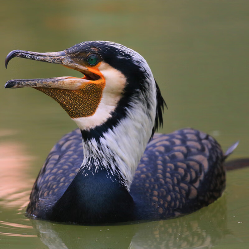 家养水老鸭捕鱼幼体养殖活禽鱼鹰活体成年抓鱼鸬鹚活物黑鱼郎幼崽