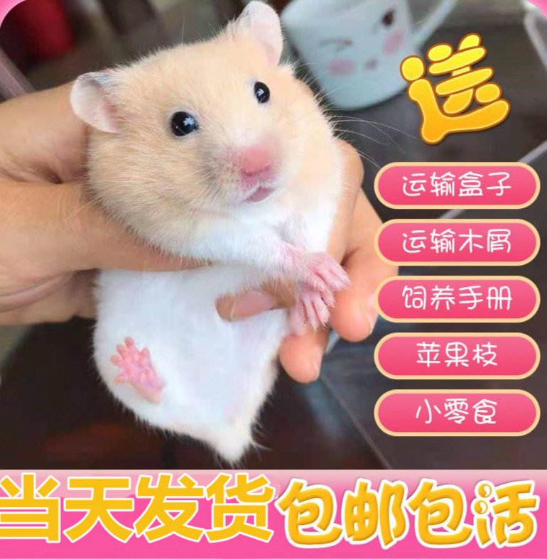 仓鼠活体金丝熊布丁三线活物小苍鼠送粮食笼子情侣一对当天发货