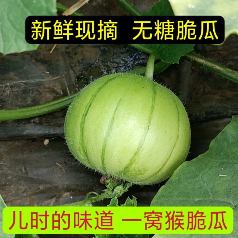 花农氏一窝猴圆酥瓜脆瓜圆脆瓜老品种菜瓜脆瓜青龙脆瓜水果 2000g 一